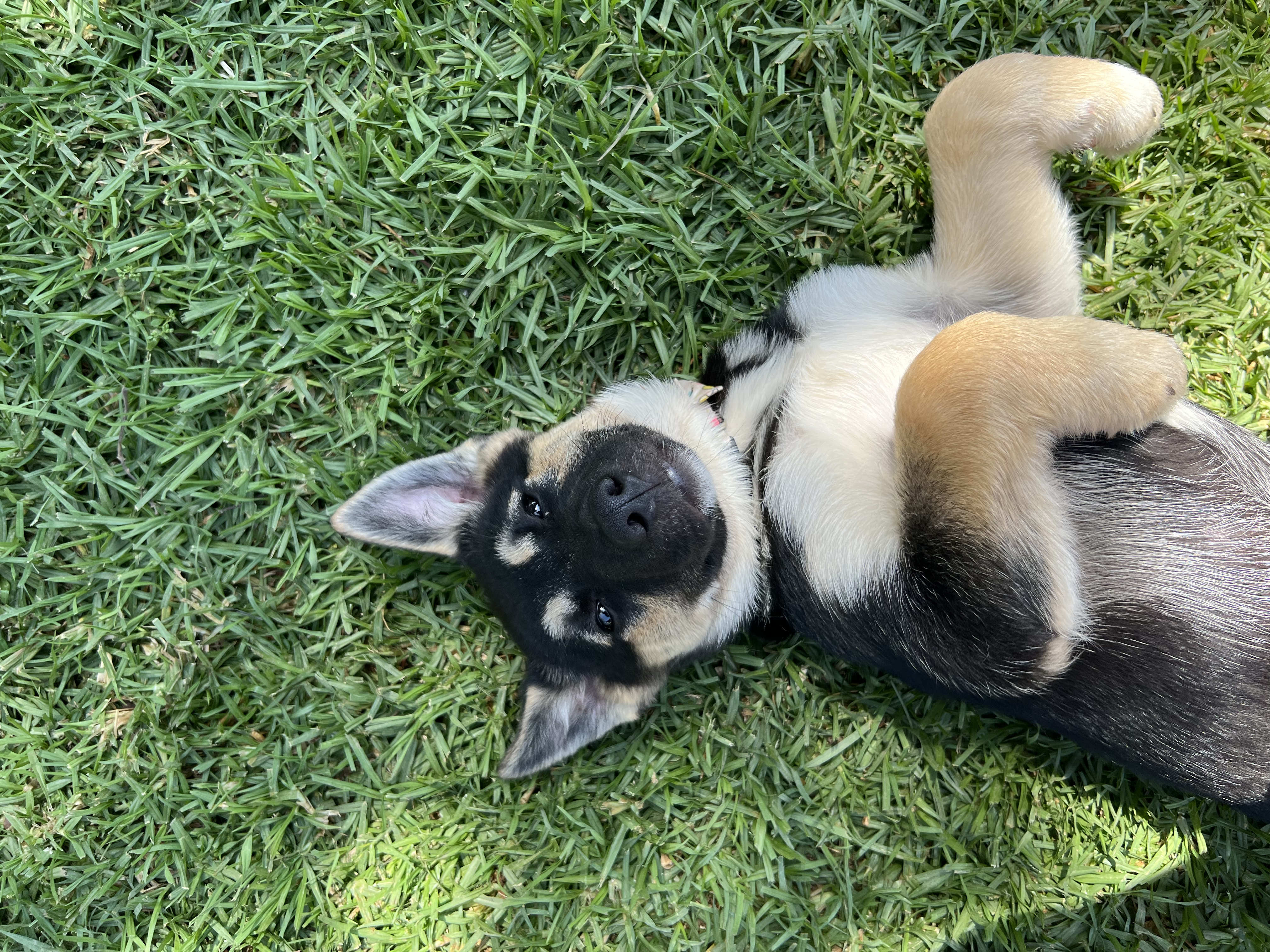 Dixie in grass