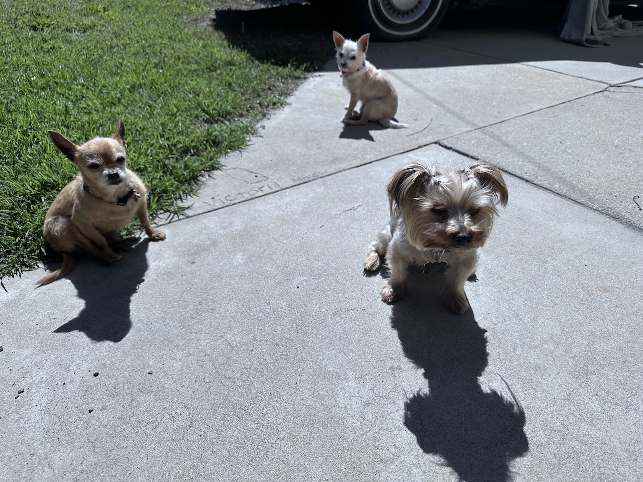 Penny, Frank, and Heidi hanging out