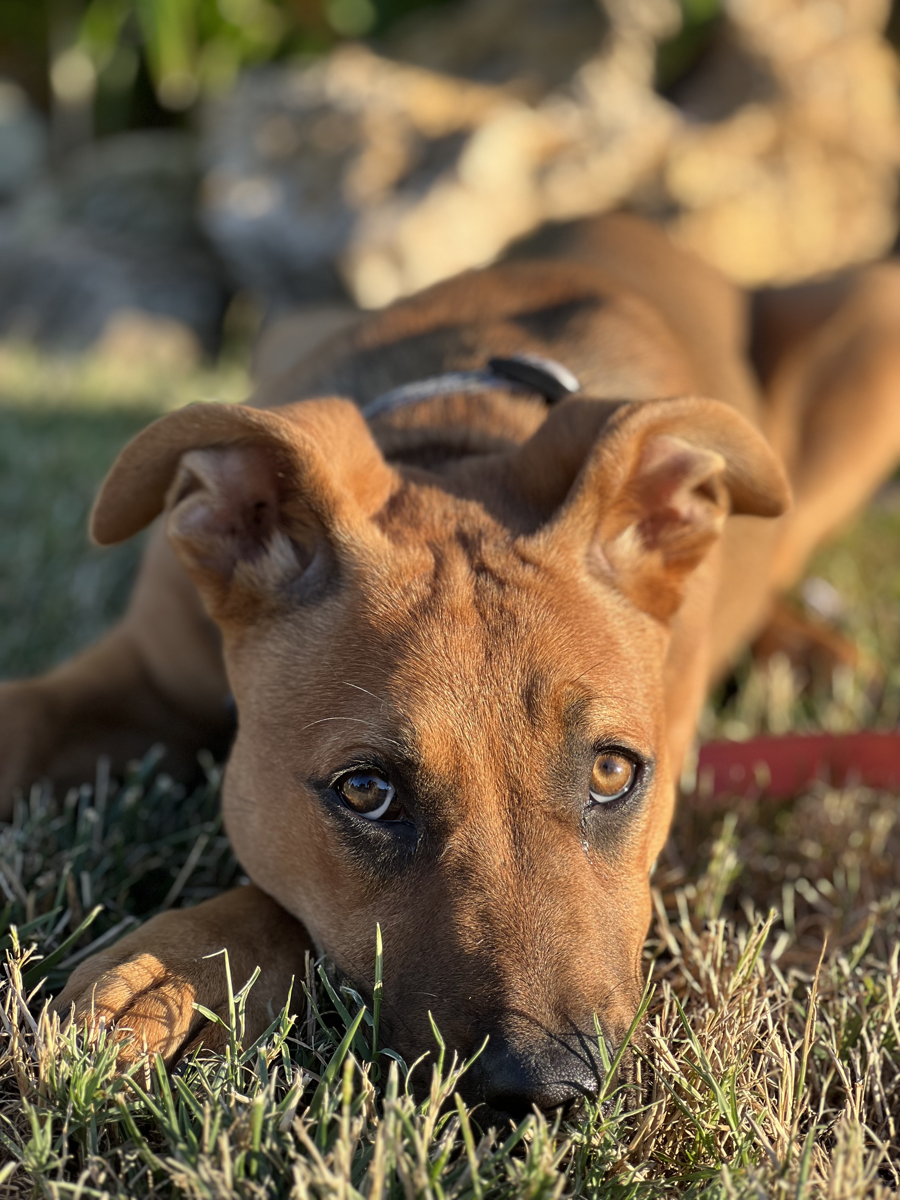 Lola laying down