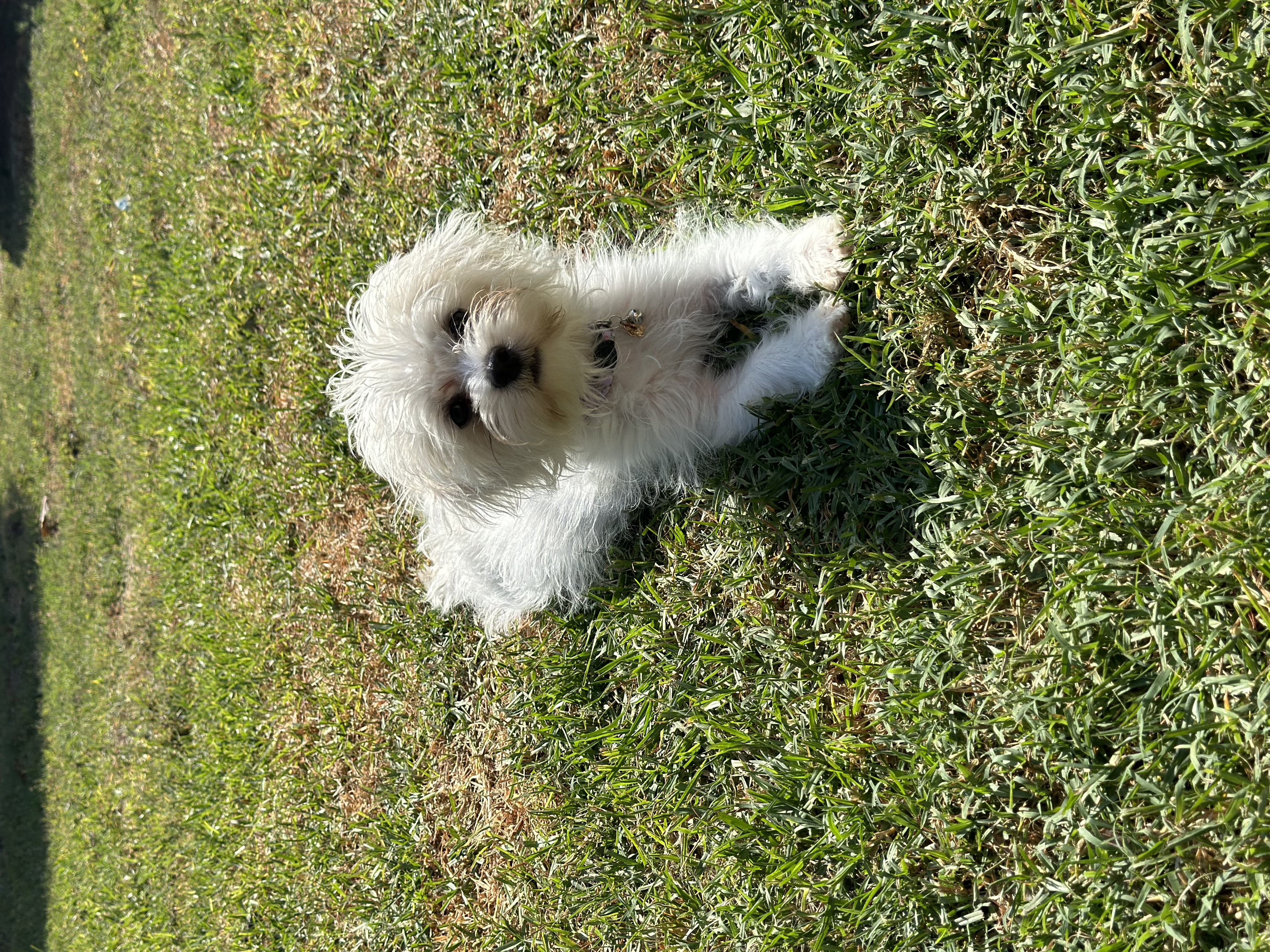 Pentunia laying on grass